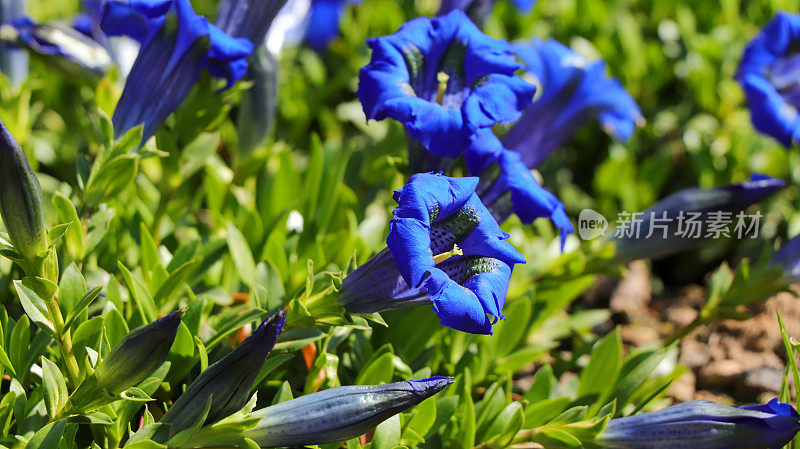 龙胆花(Gentiana acaulis)